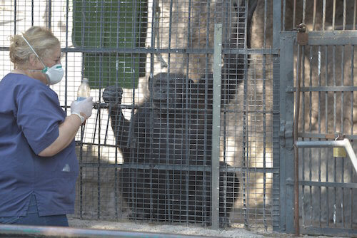 CORDOBA INTERNACIONAL (Argentina) moves a Chimpanzee to primates preservation Institute in Brazil